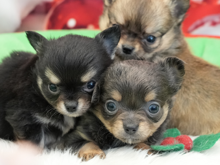 犬のペット販売